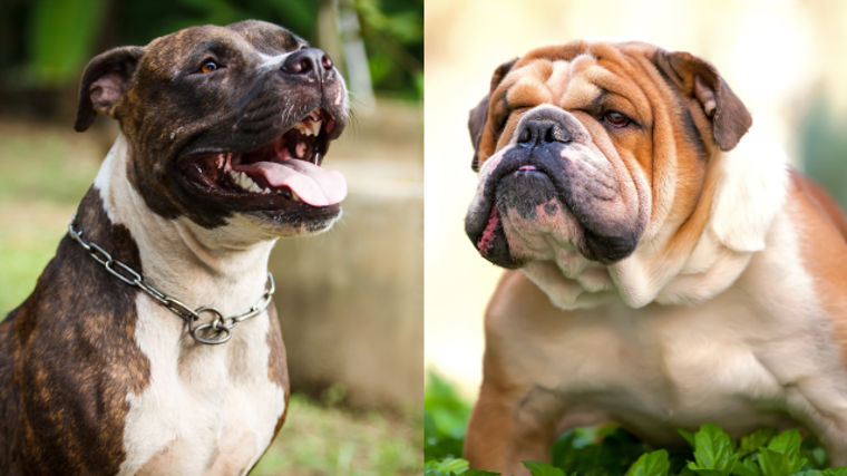 Side-by-side photos of a Pitbull and a Bulldog