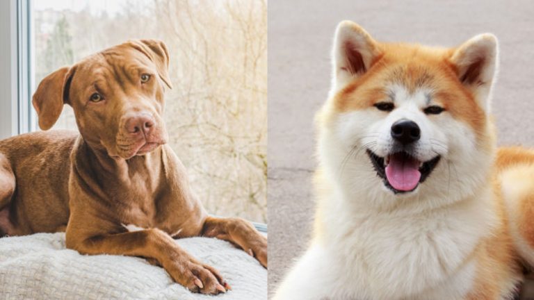 Pitbull vs Akita: Choosing the Perfect Canine Companion