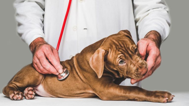 Doctor checking up sick pitbull puppy