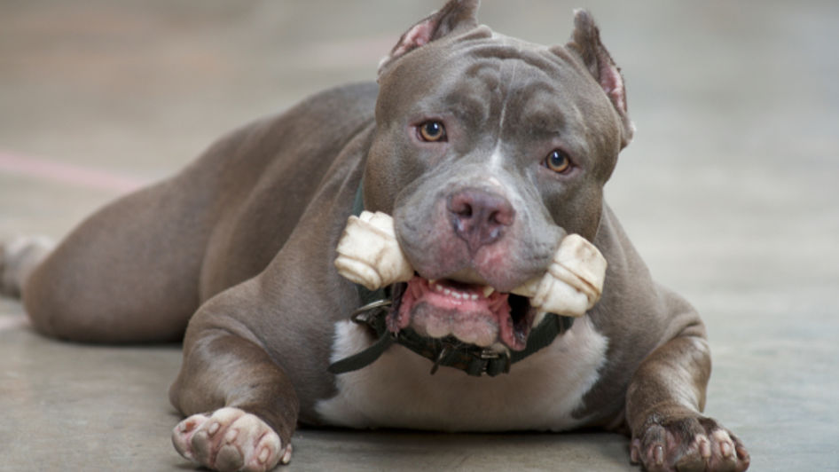 Muscular pitbull with a chewing toy