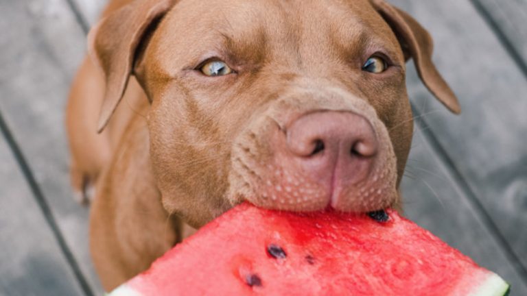 Pitbull eating a watermelon