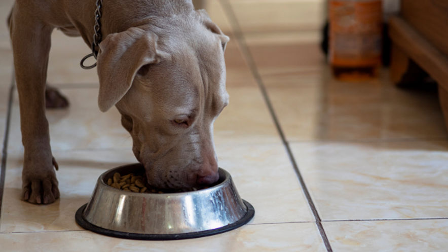 Pitbull eating healthy dog food