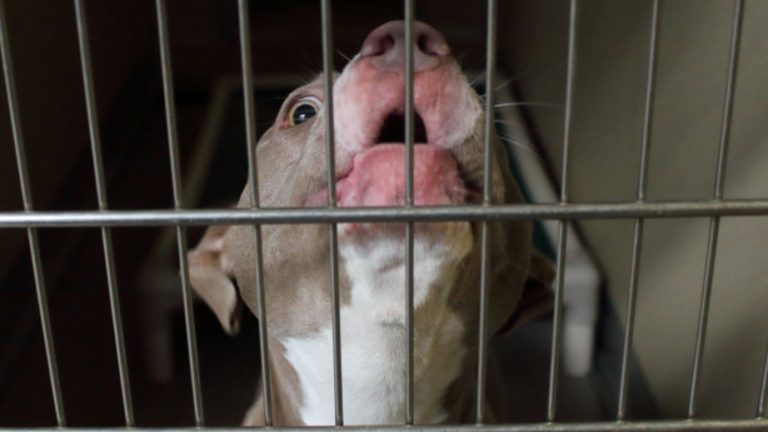 Pitbull in a crate howling
