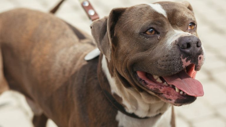 Top Pitbull Training Tips: Teach Your Dog Basic Commands