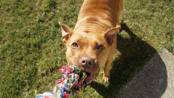Pitbull playing with a tug rope