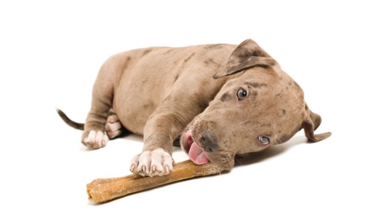 Pitbull puppy chewing bone