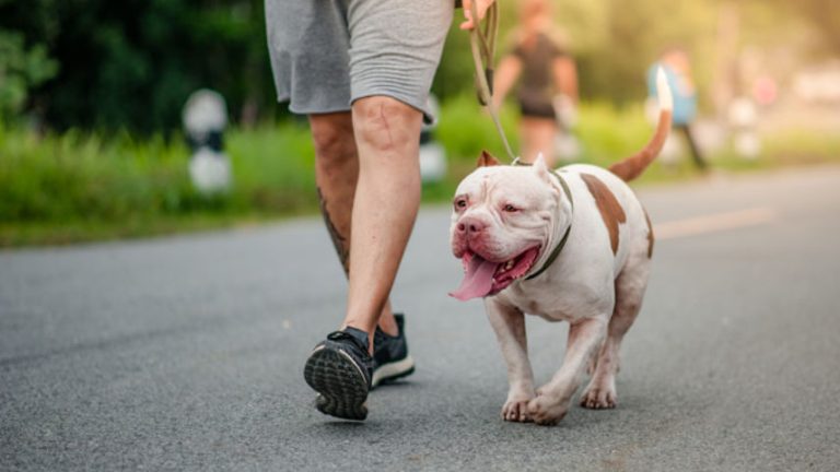 How Much Exercise Does a Pitbull Need?